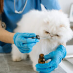 10 tips about right veterinary compounding