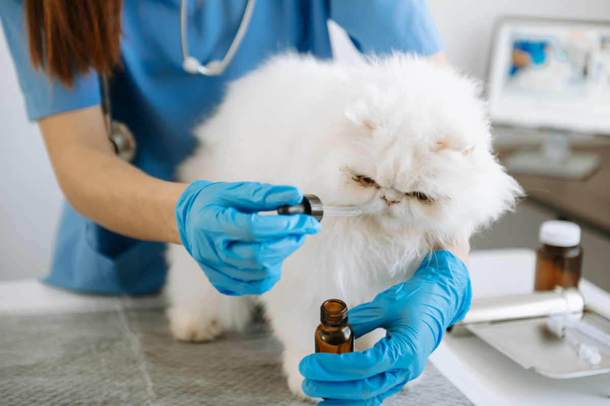 10 tips about right veterinary compounding