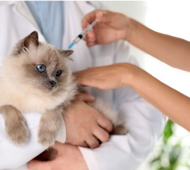 compounding medicine veterinary compounding