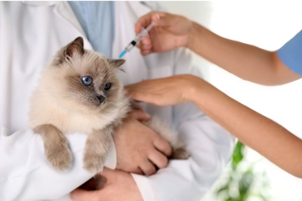 compounding medicine veterinary compounding